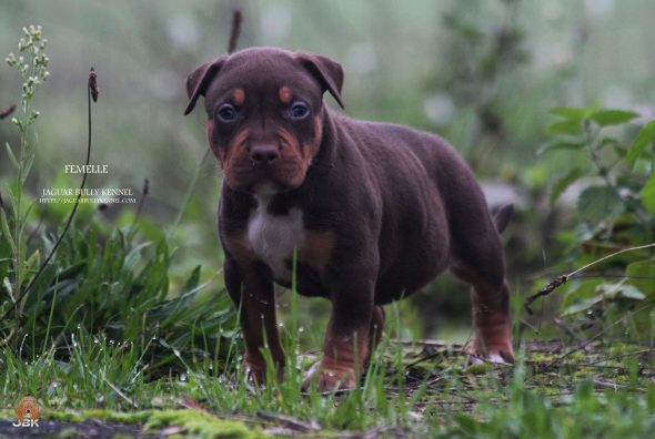 Image de la portée de chiot de l'élévage JAGUAR BULLY KENNEL