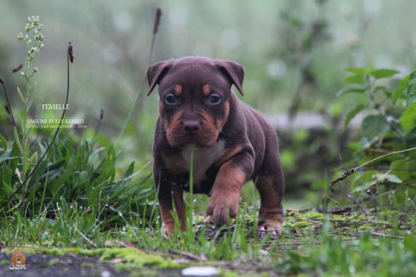 Image de la portée de chiot de l'élévage JAGUAR BULLY KENNEL