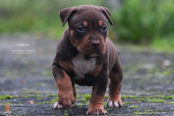 Image de la portée de chiot de l'élévage JAGUAR BULLY KENNEL