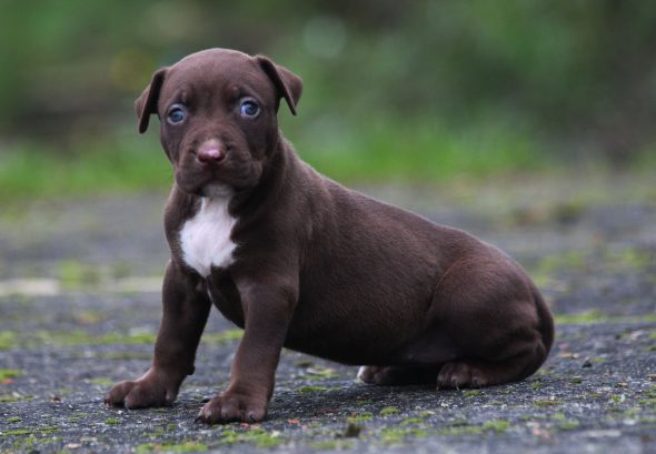 Image de la portée de chiot de l'élévage JAGUAR BULLY KENNEL