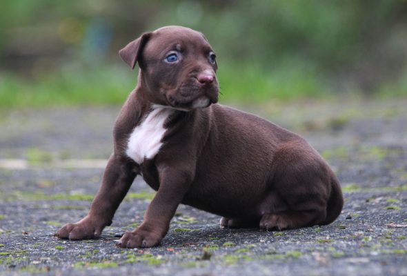 Image de la portée de chiot de l'élévage JAGUAR BULLY KENNEL