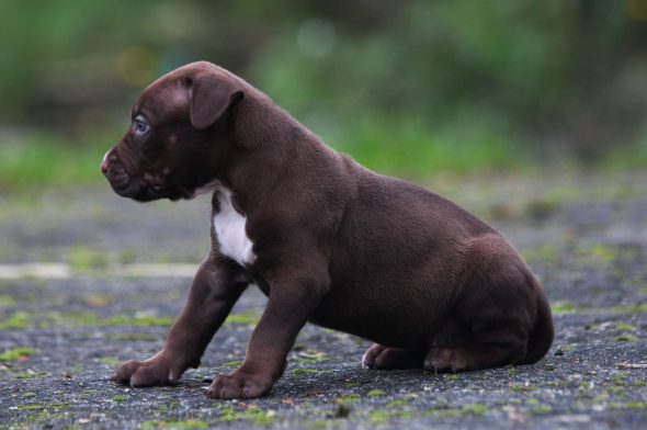 Image de la portée de chiot de l'élévage JAGUAR BULLY KENNEL