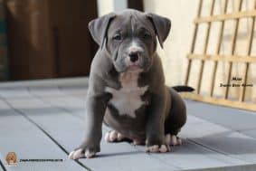 Chiots d'apparence American Bully à vendre chez l'éleveur JAGUAR BULLY KENNEL