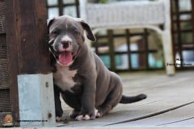 Chiots d'apparence American Bully à vendre chez l'éleveur JAGUAR BULLY KENNEL