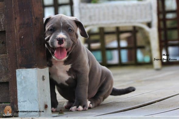 Image de la portée de chiot de l'élévage JAGUAR BULLY KENNEL