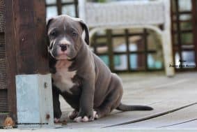 Chiots d'apparence American Bully à vendre chez l'éleveur JAGUAR BULLY KENNEL