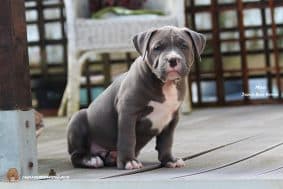 Chiots d'apparence American Bully à vendre chez l'éleveur JAGUAR BULLY KENNEL