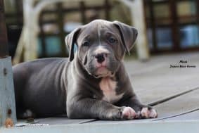 Chiots d'apparence American Bully à vendre chez l'éleveur JAGUAR BULLY KENNEL