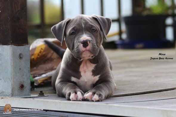 Image de la portée de chiot de l'élévage JAGUAR BULLY KENNEL