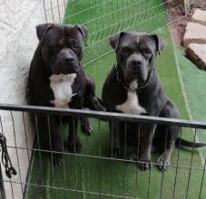 Chiots d'apparence American Bully à vendre chez l'éleveur L ARCHE VEDASIEN