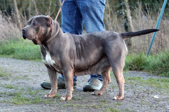 Image de la portée de chiot de l'élévage JAGUAR BULLY KENNEL