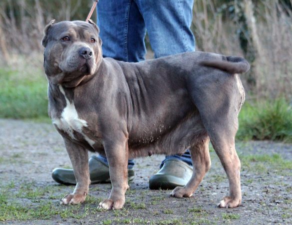 Image de la portée de chiot de l'élévage JAGUAR BULLY KENNEL