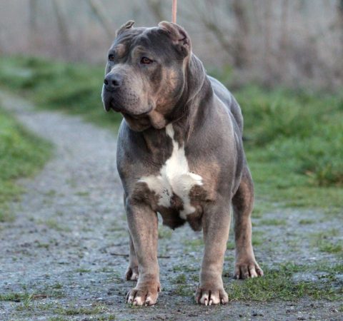 Image de la portée de chiot de l'élévage JAGUAR BULLY KENNEL