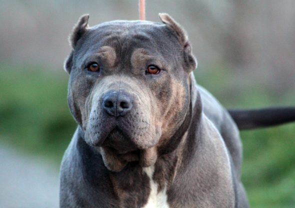 Image de la portée de chiot de l'élévage JAGUAR BULLY KENNEL