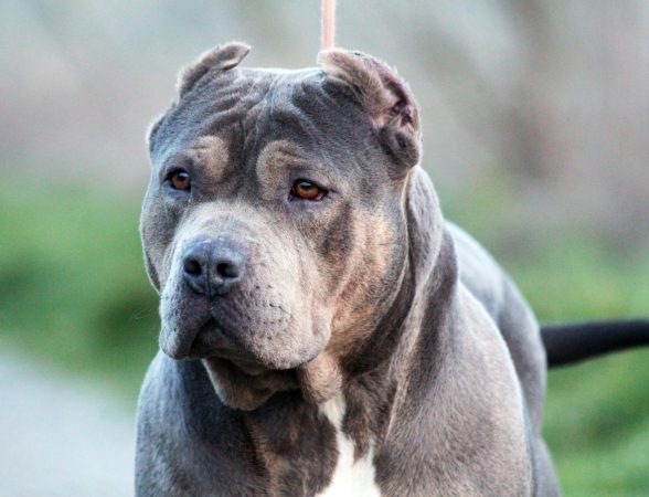 Image de la portée de chiot de l'élévage JAGUAR BULLY KENNEL