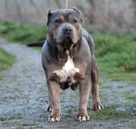 Image de la portée de chiot de l'élévage JAGUAR BULLY KENNEL