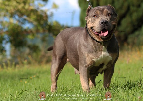 Image de la portée de chiot de l'élévage JAGUAR BULLY KENNEL