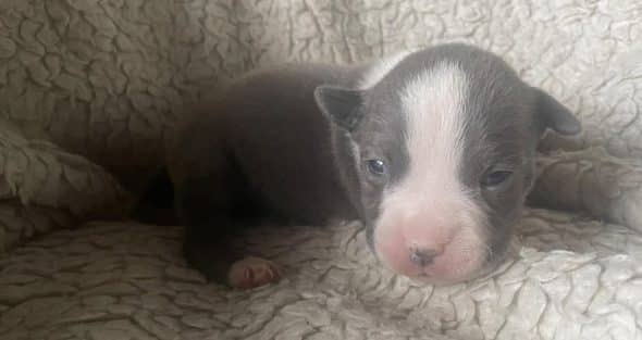 Image de la portée de chiot de l'élévage LEMPORTE MEREDITH