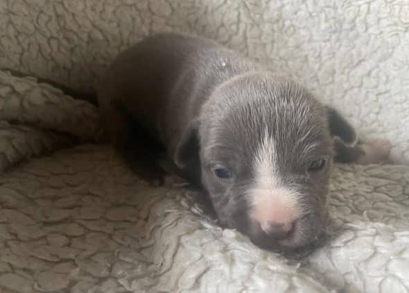 Image de la portée de chiot de l'élévage LEMPORTE MEREDITH