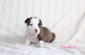 Chiots de race American staffordshire terrier à vendre chez l'éleveur DU SOUFFLE DES SALINES