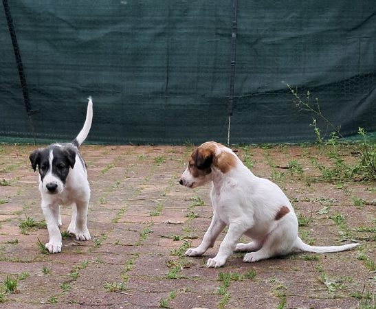 Image de la portée de chiot de l'élévage BOUIX GENIEVE