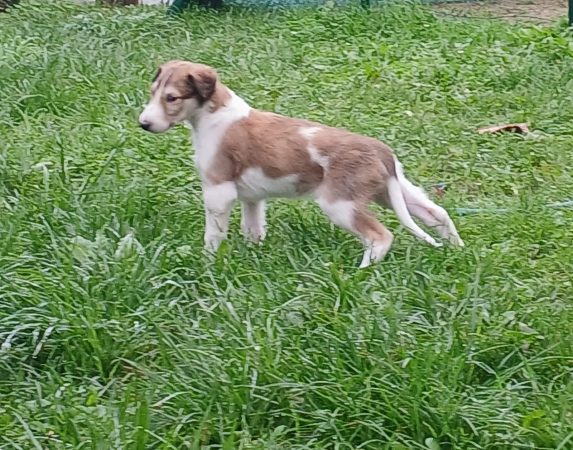 Image de la portée de chiot de l'élévage BOUIX GENIEVE