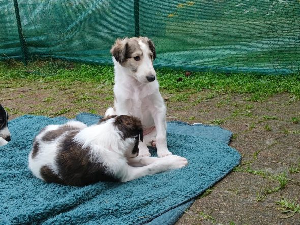 Image de la portée de chiot de l'élévage BOUIX GENIEVE