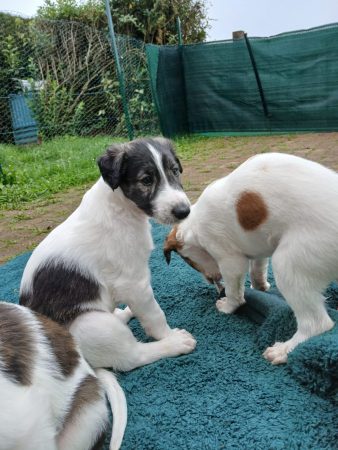 Image de la portée de chiot de l'élévage BOUIX GENIEVE