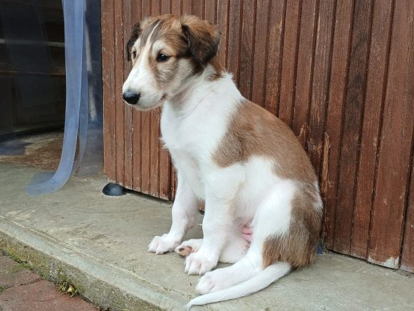 Image de la portée de chiot de l'élévage BOUIX GENIEVE