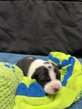 Chiots de race Basenji à vendre chez l'éleveur DU DOMAINE HELADOG