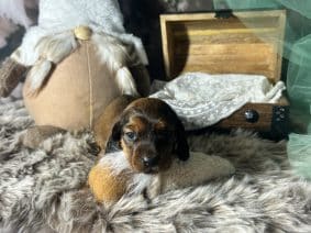 Chiots de race Basset des alpes à vendre chez l'éleveur BANCE AURELIE