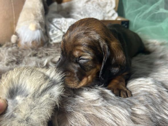 Image de la portée de chiot de l'élévage BANCE AURELIE