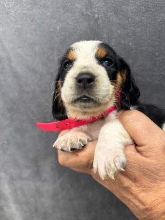 Image de la portée de chiot de l'élévage DU BERCEAU DE B FAMILY