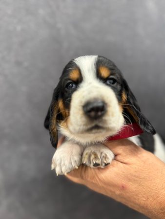 Image de la portée de chiot de l'élévage DU BERCEAU DE B FAMILY