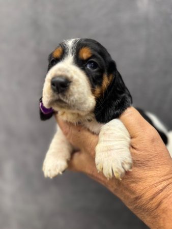 Image de la portée de chiot de l'élévage DU BERCEAU DE B FAMILY