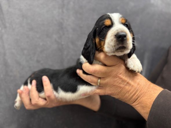 Image de la portée de chiot de l'élévage DU BERCEAU DE B FAMILY