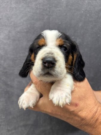 Image de la portée de chiot de l'élévage DU BERCEAU DE B FAMILY