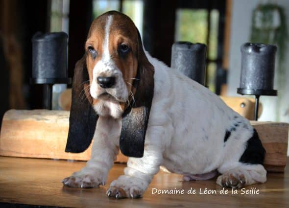 Image de la portée de chiot de l'élévage ELEVAGE DU DOMAINE DE LEON DE LA SEILLE