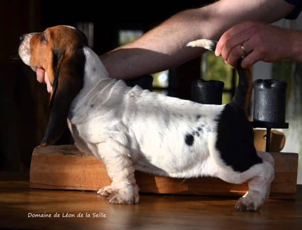 Image de la portée de chiot de l'élévage ELEVAGE DU DOMAINE DE LEON DE LA SEILLE