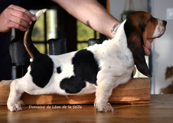 Image de la portée de chiot de l'élévage ELEVAGE DU DOMAINE DE LEON DE LA SEILLE