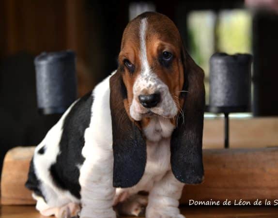 Image de la portée de chiot de l'élévage ELEVAGE DU DOMAINE DE LEON DE LA SEILLE