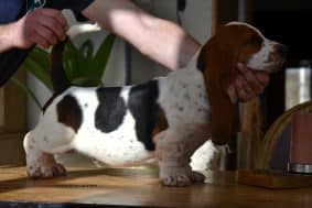 Chiots de race Basset hound à vendre chez l'éleveur ELEVAGE DU DOMAINE DE LEON DE LA SEILLE