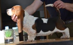 Chiots de race Basset hound à vendre chez l'éleveur ELEVAGE DU DOMAINE DE LEON DE LA SEILLE