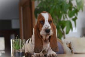 Chiots de race Basset hound à vendre chez l'éleveur ELEVAGE DU DOMAINE DE LEON DE LA SEILLE