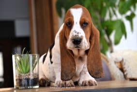 Chiots de race Basset hound à vendre chez l'éleveur ELEVAGE DU DOMAINE DE LEON DE LA SEILLE