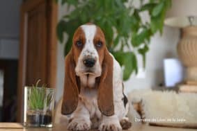 Chiots de race Basset hound à vendre chez l'éleveur ELEVAGE DU DOMAINE DE LEON DE LA SEILLE