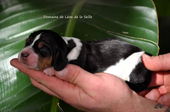 Image de la portée de chiot de l'élévage ELEVAGE DU DOMAINE DE LEON DE LA SEILLE