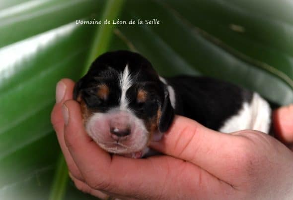 Image de la portée de chiot de l'élévage ELEVAGE DU DOMAINE DE LEON DE LA SEILLE