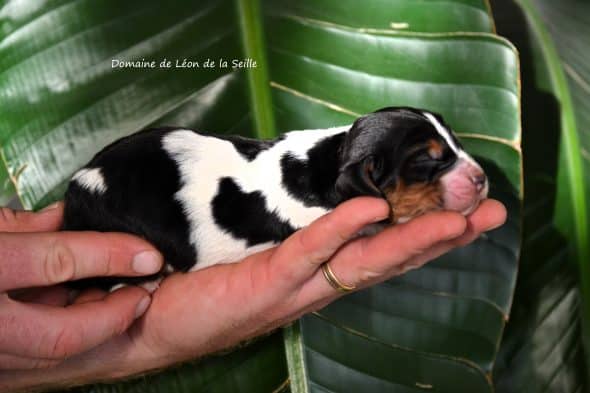 Image de la portée de chiot de l'élévage ELEVAGE DU DOMAINE DE LEON DE LA SEILLE