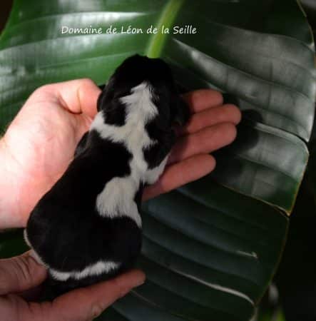 Image de la portée de chiot de l'élévage ELEVAGE DU DOMAINE DE LEON DE LA SEILLE